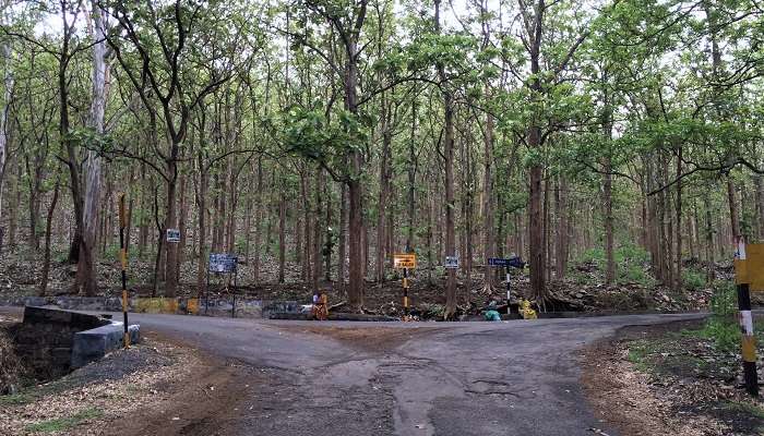 Kottachedu Teak Forest