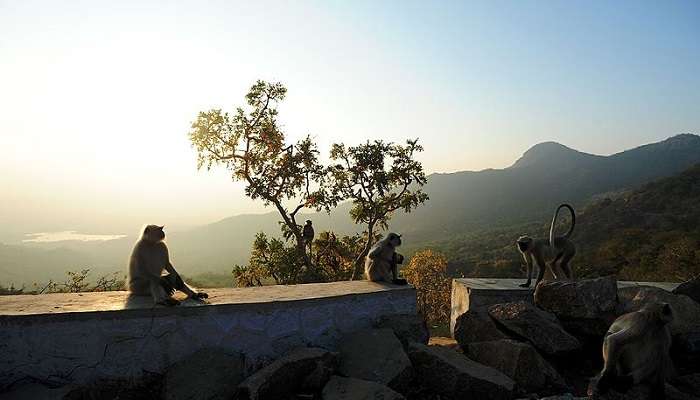 Leisure_Time,_Mount_Abu_Wildlife_Sanctuary, things to do in Mount Abu