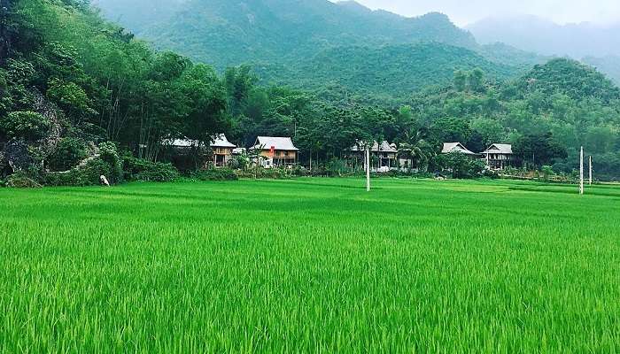 Mai Chau