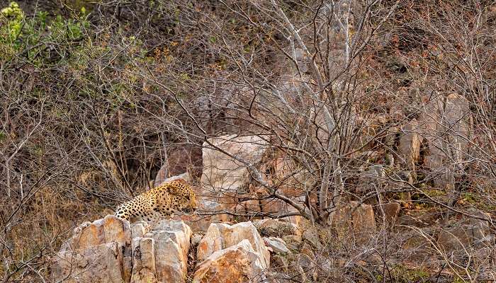 A leopard spotted during jungle safari in Rajasthan.