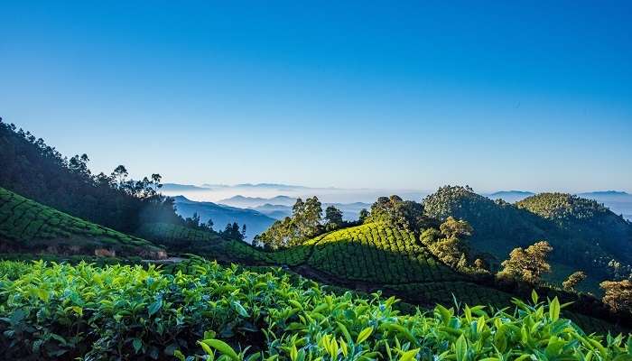 Visit Munnar, One of the best things to do in Kerala 