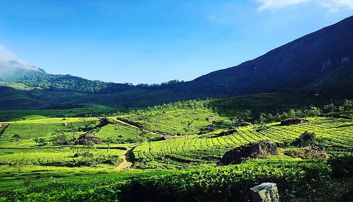 Munnar is one of the best tourist places in South India during summer