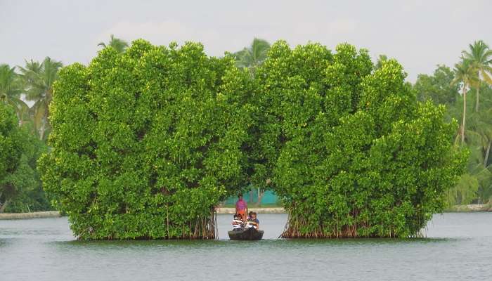 Munroe Island is one of the top places to visit in Kollam for all adventurers.