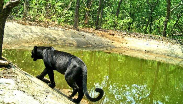 Netravali Wildlife Sanctuary, places to visit In South Goa