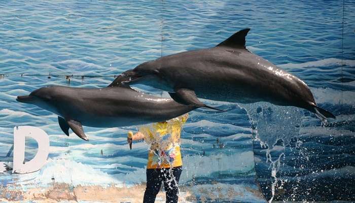 Pattaya Dolphin World