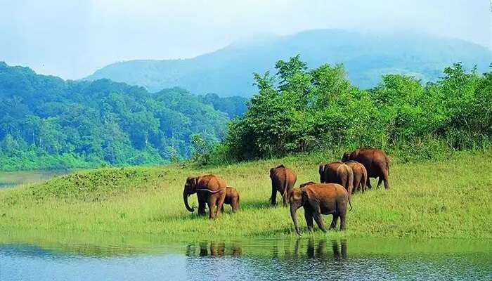 Visit Periyar Wildlife Reserve, one of the best things to do in Kerala