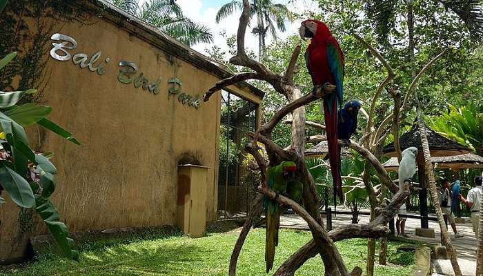 Places To Visit Near Bali Bird Park In March