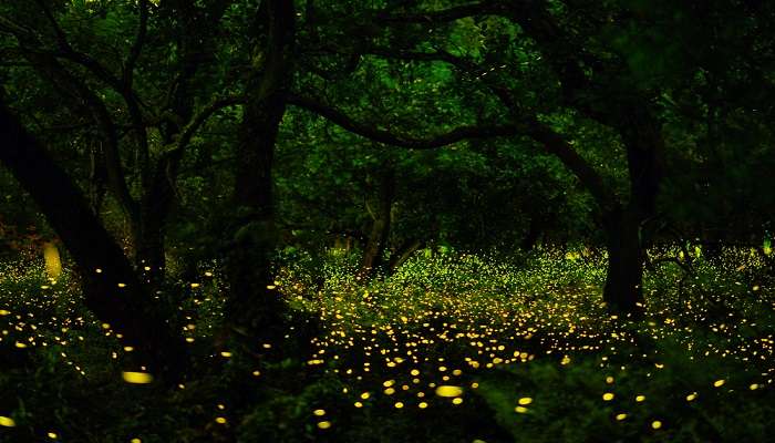 Purushwadi fireflies festival