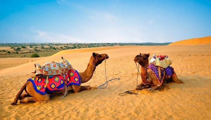  Pushkar Camel Fair, among Things To Do In Ajmer