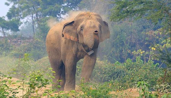 Tourist place in Nepal- Koshi Tappu Wildlife Reserve 