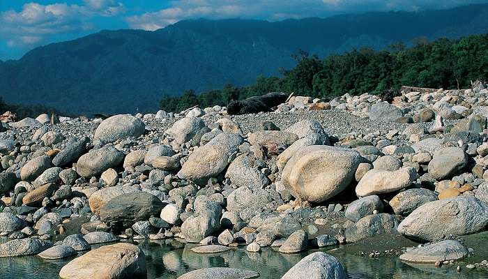 River Bed Deban in Namdapha National Park