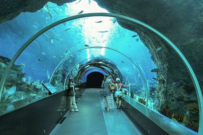 Under ground  aquarium is one of the best place to visit in Singapore with family