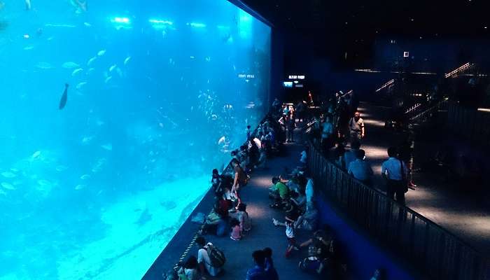 SEA Aquarium, one of Singapore tourist attractions