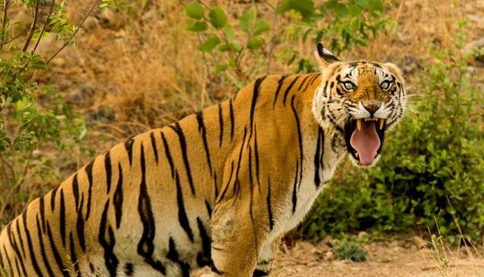 Sajjangarh Wildlife Sanctuary, places to visit in Udaipur 