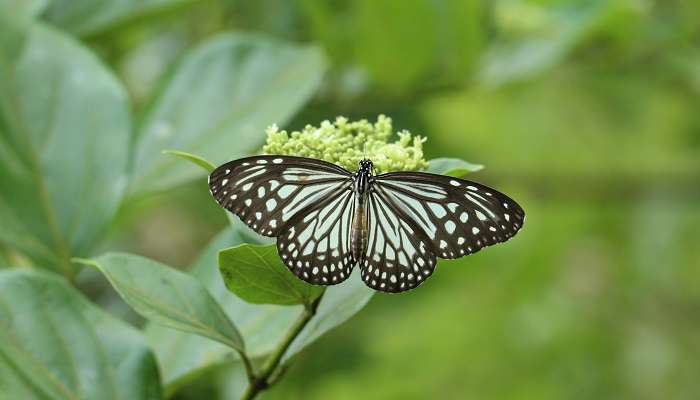 Visiting Sammilan Shetty Butterfly park is among the best things to do in Mangalore