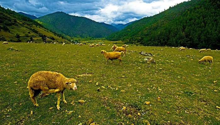 Sangti Valley 