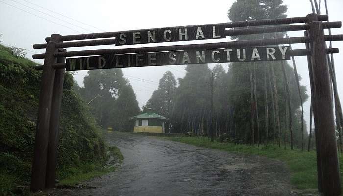 Tourist place in Darjeeling- Senchal Wildlife Sanctuary 