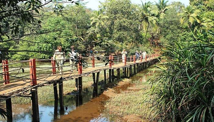 Explore Spice Plantations, among the offbeat things to do in Goa.