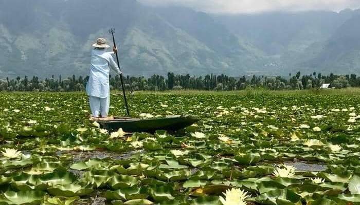 Srinagar's Floating Gardens