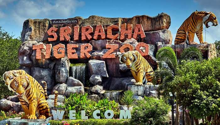 Sriracha Tiger Zoo