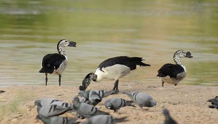 Birds at a lake in Jodhpur