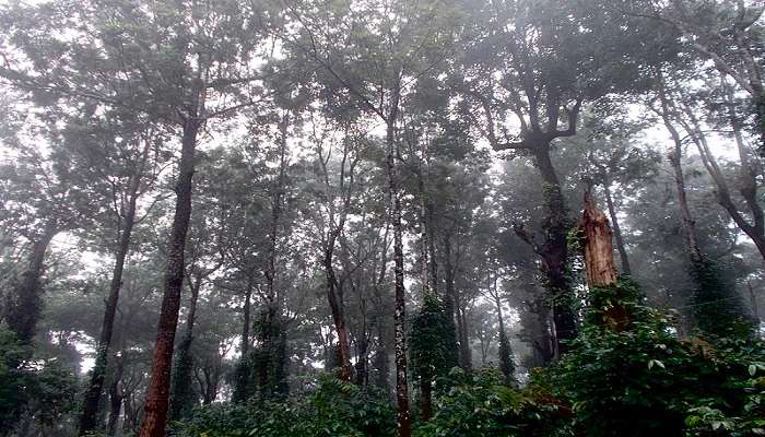 Tall trees on the way to Seetargundu Viewpoint