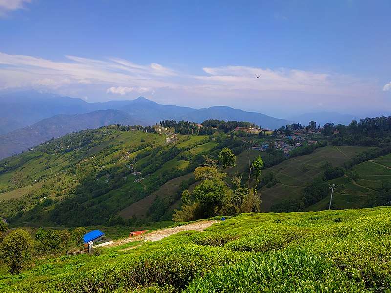 a tea estate near Rimbik 