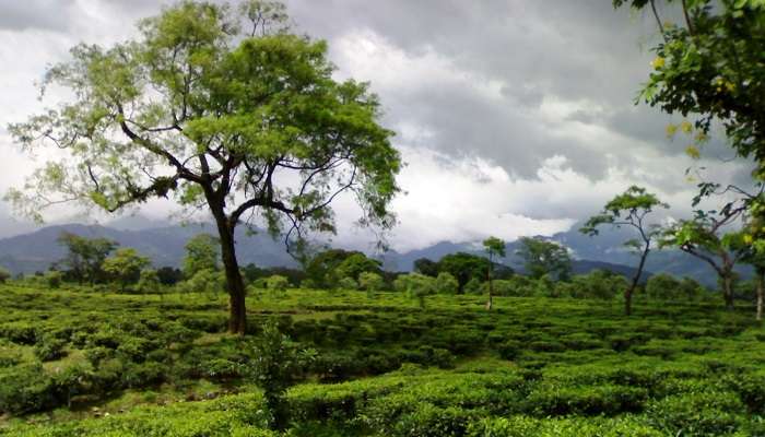 Tea gardens in Dooars, things to do in Darjeeling