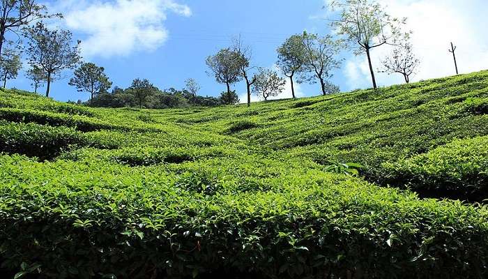 Visiting the tea garden can be an exciting thing to do in Coonoor