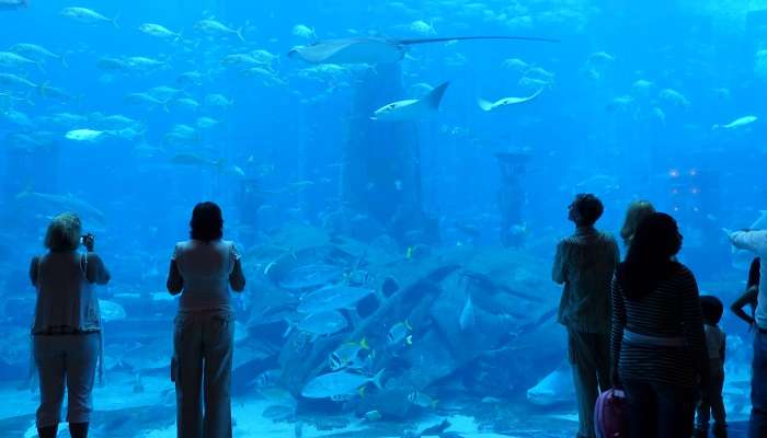 The Lost Chambers Aquarium, one of the tourist places in Dubai