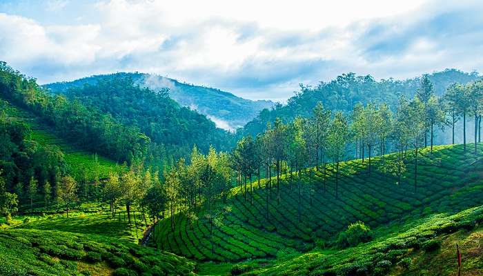 Take A Spice Tour in Thekkady, One of the best things to do in Kerala