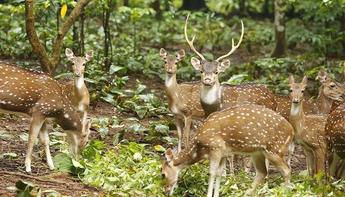 A herd of deer wandering in the Thenmala Deer Park
