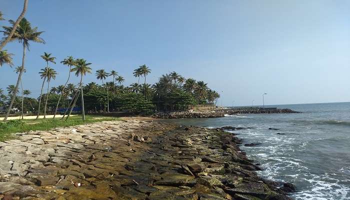 Coconut trees along the rocky beach, one of the best places to visit in kollam.
