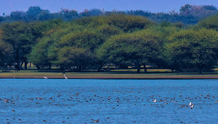 Thol Bird Sanctuary in Gujarat