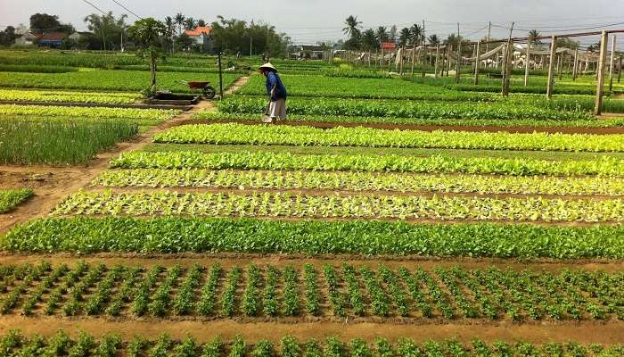 Tra Que Vegetable Village, Things To Do In Vietnam