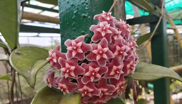 Vagamon Floriculture And Shola Interpretation Center, places to visit in Vagamon