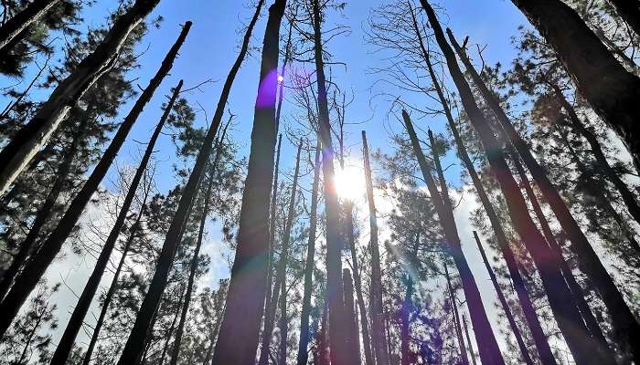 Vagamon Pine Forest