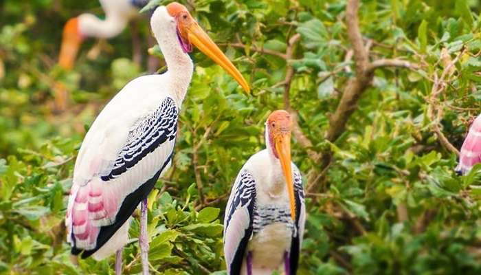 Vedanthangal Bird Sanctuary