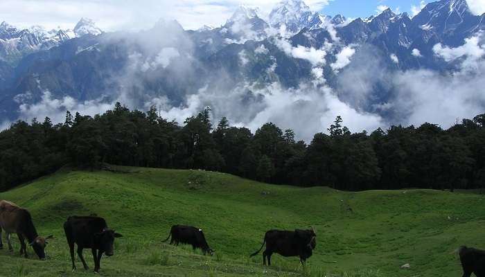 Auli in summer