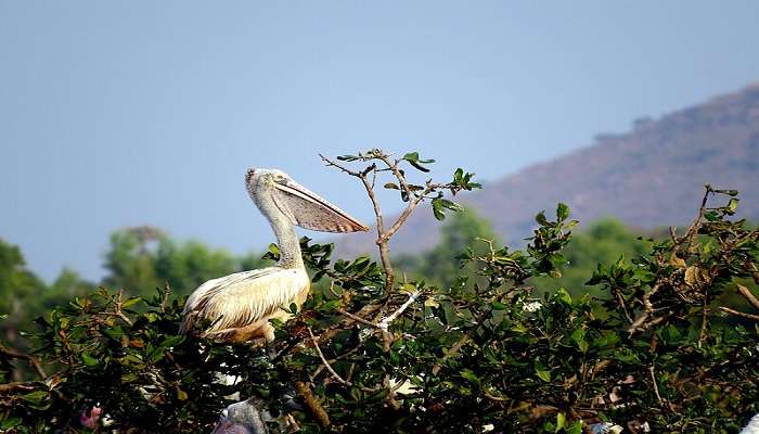 Painted Storks perched on rocks in the Water Bird Sanctuary in Rameshwaram