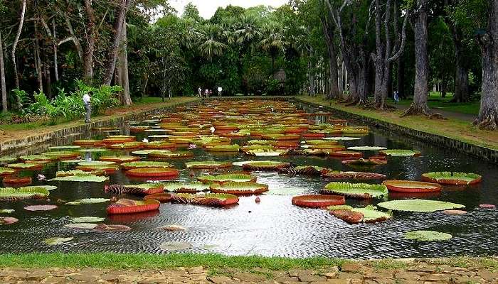 Things to do in Mauritius- visit this garden 