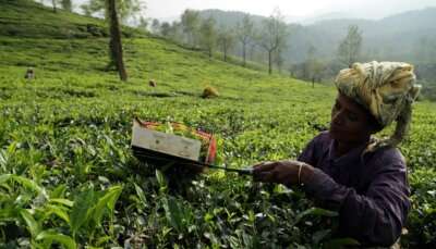 An image of a lady amidst the scenic beauty of Wayanad in December.