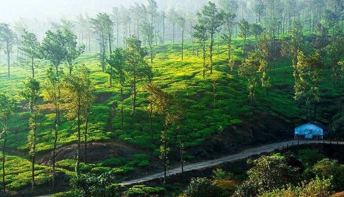Explore one of the best places to travel in Wayanad, Kerala
