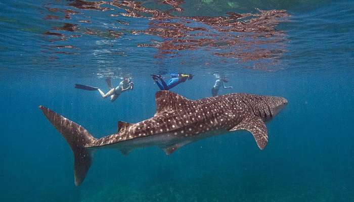  Whale Shark Sighting