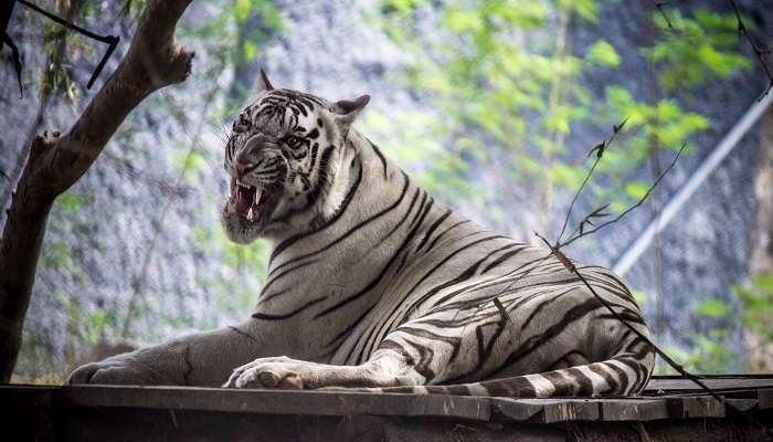 Arignar Anna Zoological Park, one of the places to visit in Chennai