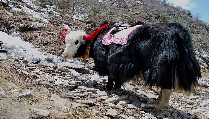 Yak Safari are among the thrilling things to do in Spiti Valley