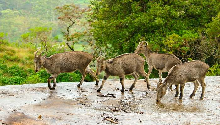 Best Zoos in Kerala: A Wildlife Lover’s Guide