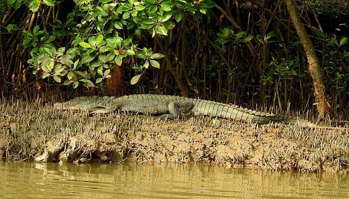 Go crocodile spotting, among the offbeat things to do in Goa.