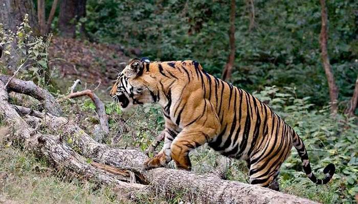 Jim Corbett National Park, among the best places to visit in India with family