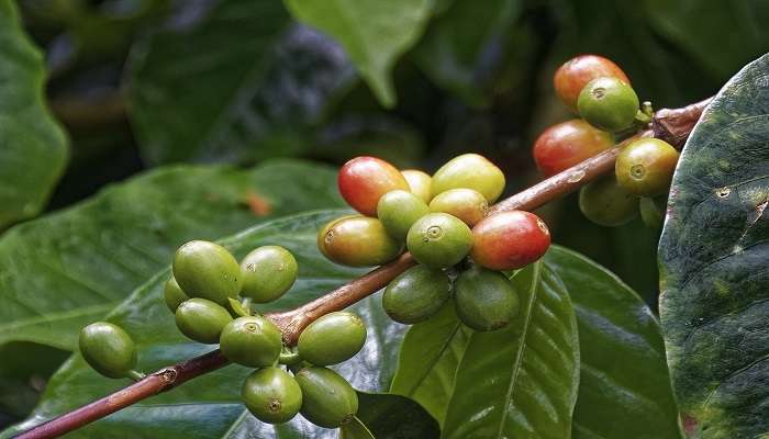 Visit the coffee plantation ground is one of the best things to do in Coorg